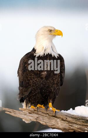 Bald eagle (Haliaeetus leucocephalus) in Homer, Alaska Stock Photo