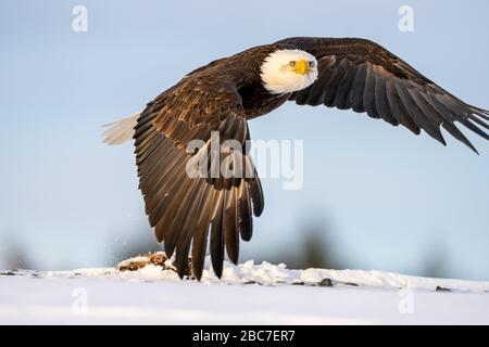 Bald eagle (Haliaeetus leucocephalus) in Homer, Alaska Stock Photo