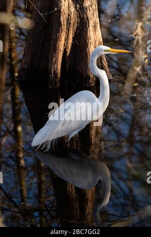 A Great White Egret stands against a cypress tree in dark water. Stock Photo