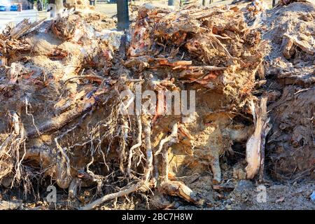 The roots of an old tree in a city park uprooted by a strong wind. A storm pulled out an old tree with roots. Stock Photo