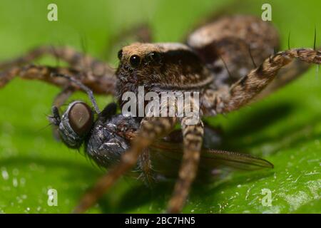 A macro shot of a wolf spider sitting on a leaf and eating a fly