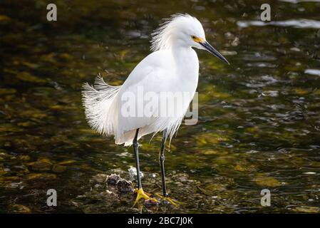 A snowy egret stands poised in the shallow waters scanning for a meal with feathers standing on end. Stock Photo