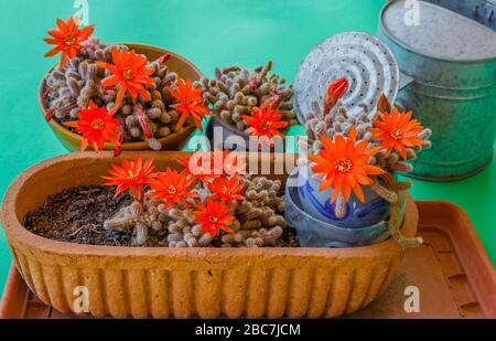 flowering cacti plant Stock Photo