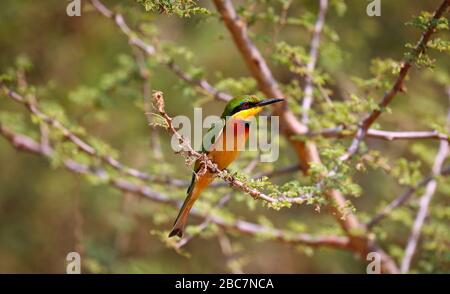 little bee-eater, Murchison Falls National Park Uganda (Merop Stock Photo