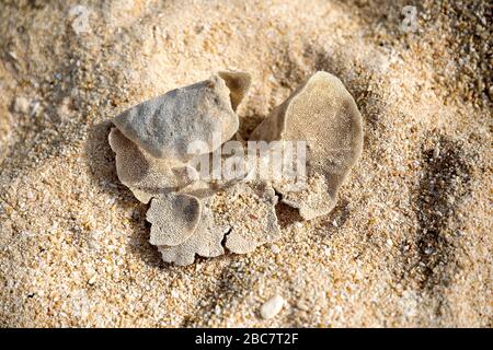 coral on the beach, Puka Shell Beach, Boracay island, Philippines. Stock Photo