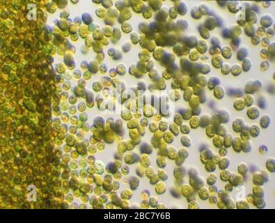 Mass development of fire algae under the microscope 100x Stock Photo ...