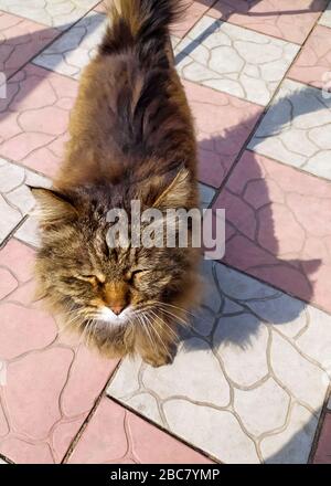 Fluffy cat walks along the street on the asphalt. Pet. Stock Photo