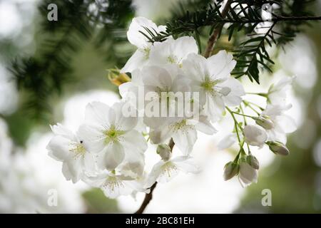 White cherry blossom with a shallow depth of field Stock Photo