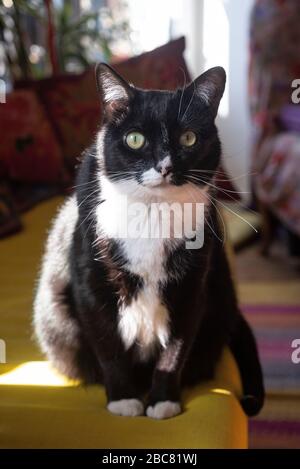 Chat Noir Et Blanc Assis De Face Front Black And White Cat Stock Photo Alamy