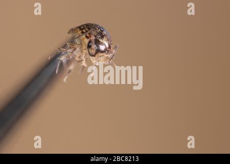 a macro shot of a woodlouse held by tweezers Stock Photo