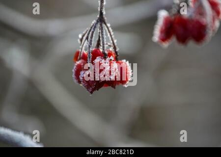 Frosted red berries with a shallow depth of field Stock Photo