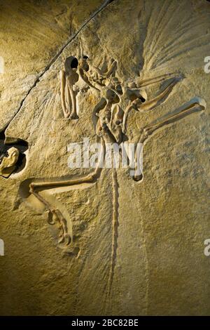 Archaeopteryx fossil. The London specimen, Natural History Museum, London, UK