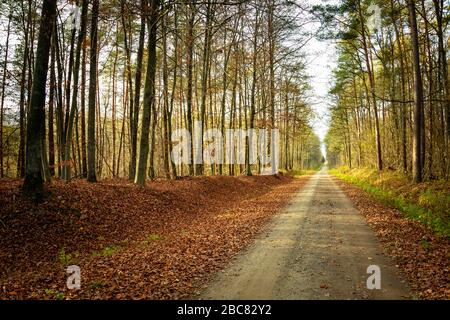 A straight long dirt road through the autumn forest and fallen brown leaves Stock Photo