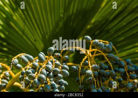 Fruits and leaf of a Chinese Fan Palm or Fountain Palm (livistona chinensis) Stock Photo