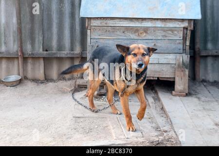 Domestic dog near his booth. Chained up dog near wooden kennel, dog guards a house in the countryside Stock Photo
