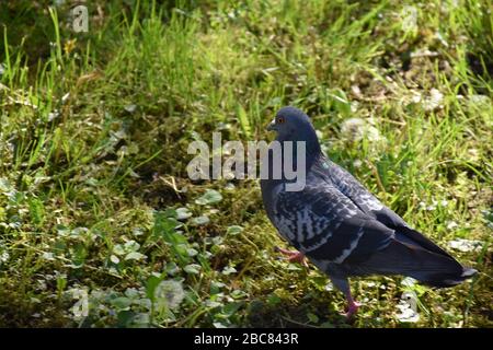 A pigeon walks across a field of daisies and grass Stock Photo