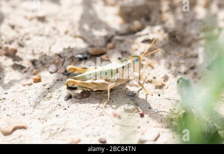 Thistle Grasshopper (Aeoloplides turnbulli) Perched on Dry Cracked Dirt in Eastern Colorado Stock Photo
