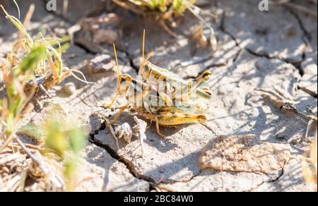 Thistle Grasshopper (Aeoloplides turnbulli) Perched on Dry Cracked Dirt in Eastern Colorado Stock Photo