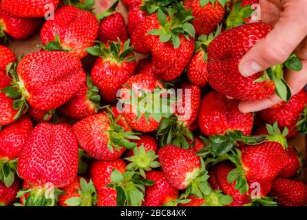 Freshly harvested strawberries. Woman's hand taking a strawberry from a group of fruits Stock Photo