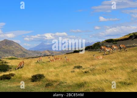 Guanacos in the Torres del Paine National Park, Magallanes Region, Patagonia, Chile, South America Stock Photo