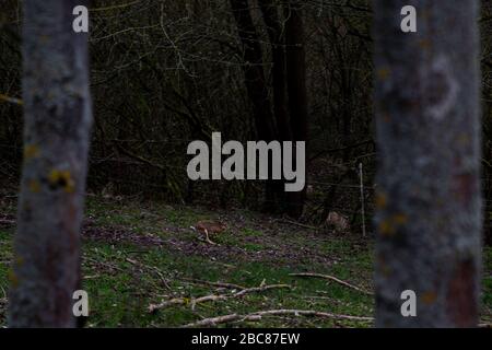 Rabbit jumping on the grass through trees Stock Photo