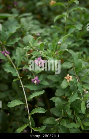 Lycium chinense purple inflorescence Stock Photo