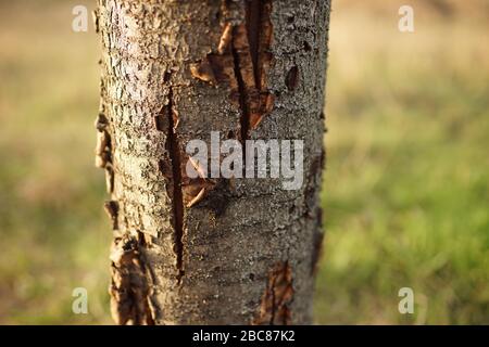 tree trunk sweet cherry tree with scrubbing bark closeup Stock Photo