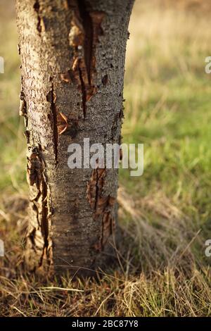 sweet cherry tree trunk with scrubbing bark Stock Photo