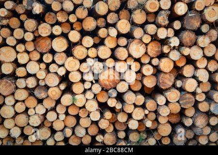 Pile of cut wood and evenly stacked Stock Photo