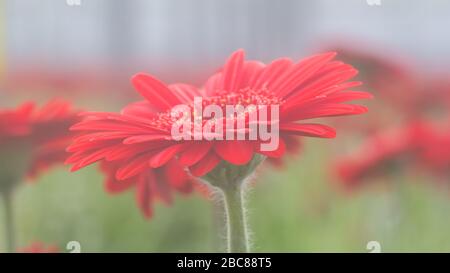 Dreamy closeup red Gerbera daisy flower in green natural surroundings of a Dutch glass house Stock Photo