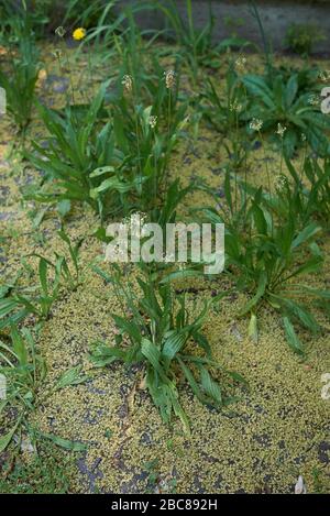 Plantago lanceolata fresh leaves and flowers Stock Photo