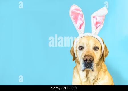 easter banner adorable labrador retriever with bunny ears on blue background with copy space Stock Photo
