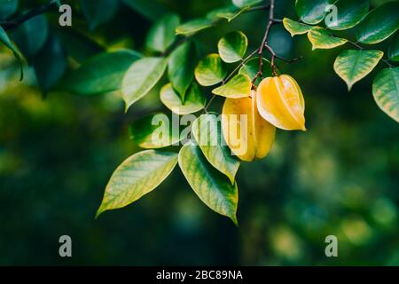 The star apples or carambola hanging on the trees against dark background. Stock Photo