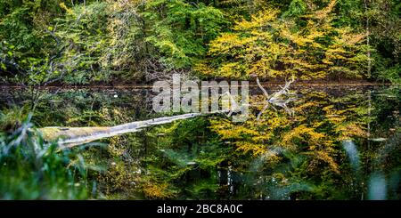 Beautiful autumn colored trees reflected in a small pond. One old tree floating on water surface. Panoramic. Stock Photo