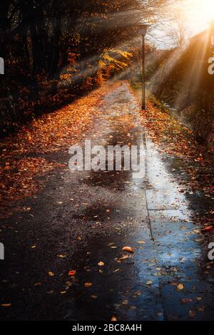 Autumn sun rays sunbeam appear over sidewalk in a rainy day. Fallen golden leaves laying on the ground. Backlit light. Stock Photo