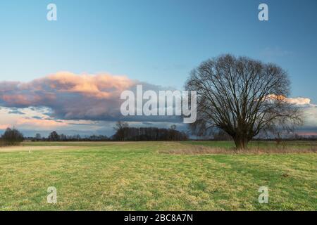 Large tree without leaves on a green meadow and cloud on the evening blue sky Stock Photo