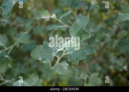 Populus alba silver foliage Stock Photo