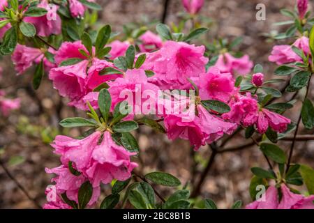 A closeup of vibrant pink azalea flowers in bloom with water drops from after the rain in early springtime Stock Photo