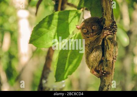 Tarsier monkey holding on tree branch in Cebu, Philippines- Tarsius Syrichta Stock Photo