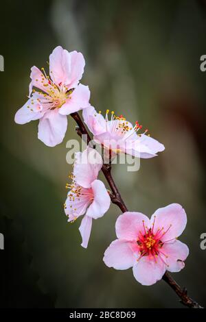 Close up of pink cherry plum blossoms in Edmond, Oklahoma Stock Photo