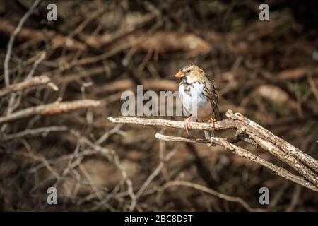 Harris'Sparrow (Zonotrichia querula) perched on a low branch Stock Photo