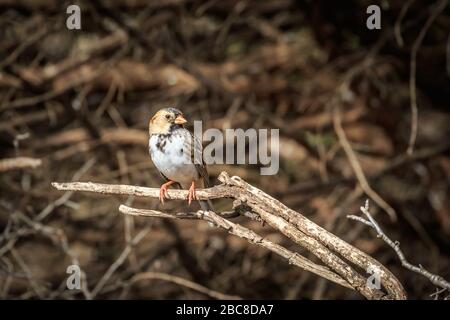 Harris'Sparrow (Zonotrichia querula) perched on a low branch Stock Photo