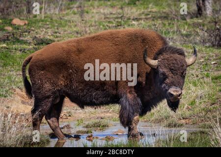 Buffalo or American Bison (bison bison) grazing in the Wichta Mountains National Wildlife Refuge, Cache, Oklahoma, USA Stock Photo