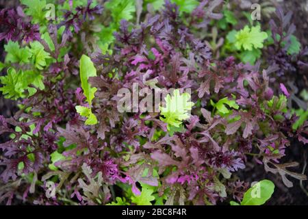 cut and come again salad leaves including mustard red lace Stock Photo