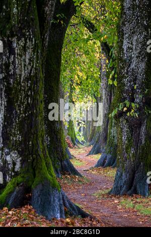 Holzkirchen, Landkreis Miesbach, Upper Bavaria, Bavaria, Germany, Europe. A lively autumn day on the Steindlweg in Koglallee Stock Photo