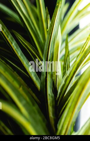 Vibrant lush palm leaf foliage texture; macro with blurry background Stock Photo
