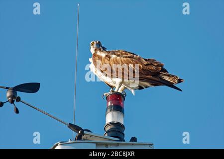 osprey; raptor; standing on sailboat mast; wildlife, animal; bird; Pandion haliaetus; USA; Florida; spring Stock Photo