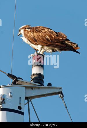 osprey; raptor; standing on sailboat mast; wildlife, animal; bird; Pandion haliaetus; USA;  Florida; spring Stock Photo