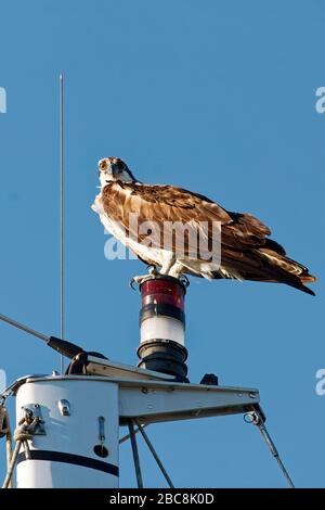 osprey; raptor; standing on sailboat mast; wildlife, animal; bird; Pandion haliaetus; USA; Florida; spring Stock Photo