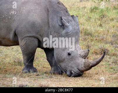 White rhinoceros (Ceratotherium simum), Lake Nakuru National Park, Kenya, Africa Stock Photo